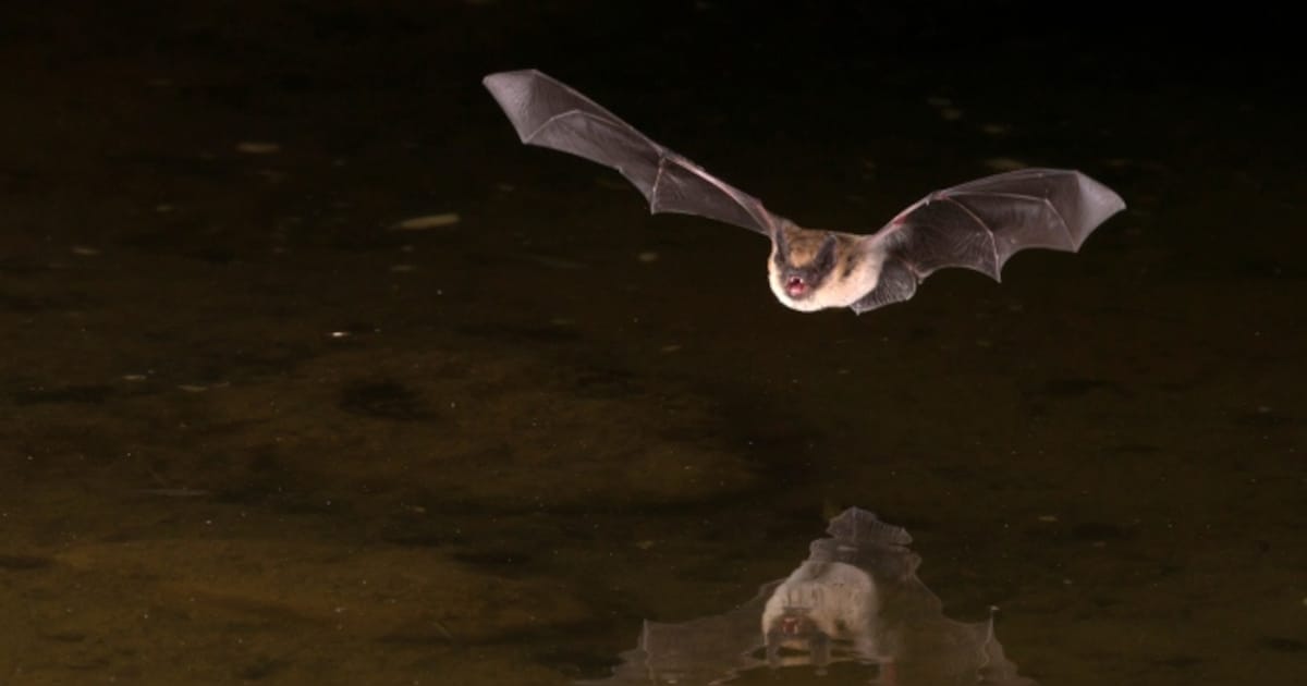 Ecologen onderzoeken nachtelijk vleermuisgedrag in Roosendaal