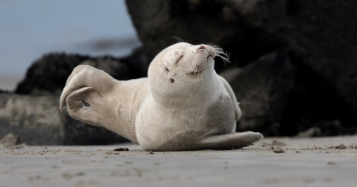 Bowien stapte meteen in de auto en zette zeldzame albino zeehond bij Neeltje Jans op de foto