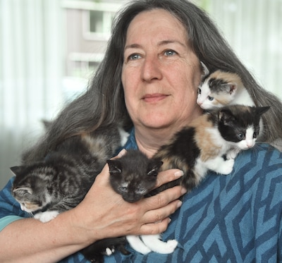 Zo pakt Zwolle de zwerfkatten aan (en zo kan Reimerswaal het ook doen): verplicht castreren