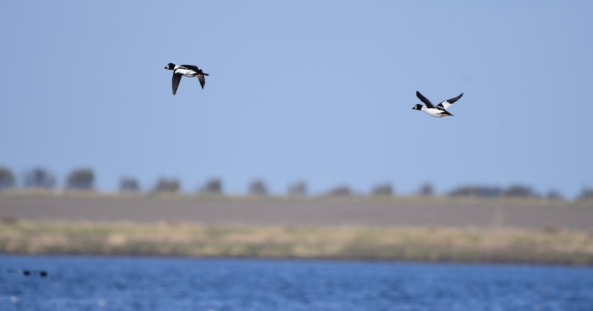 Van zomerkleed tot roofvogel: deze excursie laat je de Delta anders zien