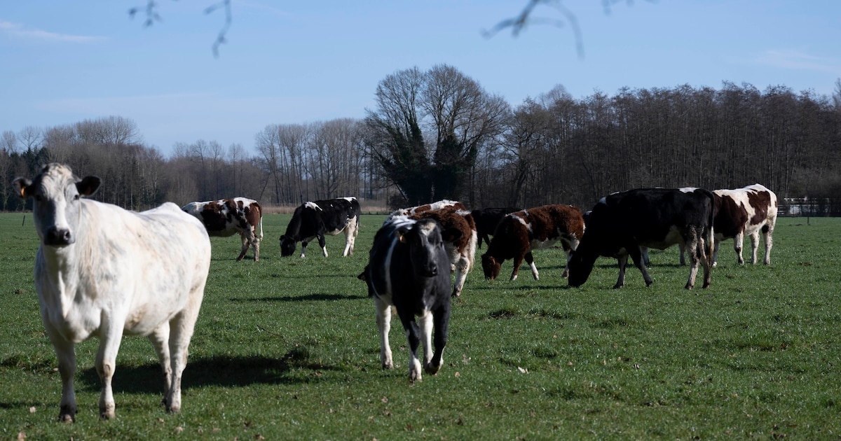 Landbouwers kunnen gratis schaduwbomen aanvragen om dieren te beschermen tegen warme zomers