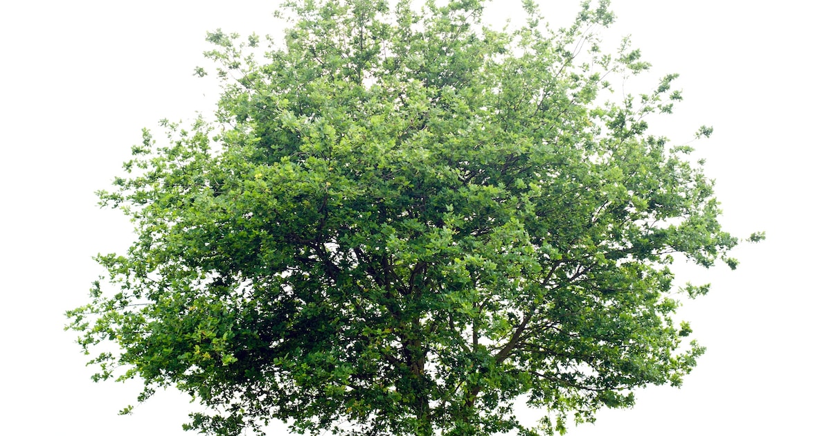 Leerlingen planten bomen in Philippine tijdens Boomfeestdag