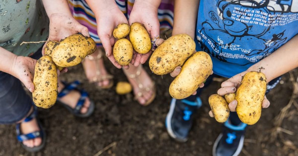 Zeeuwse boerenbedrijven openen akkers voor Nationale Aardappelrooidag