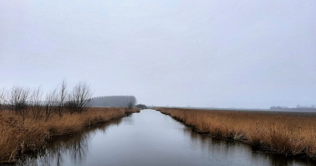 Wandeling met IVN-gids door Auvergnepolder bij Halsteren