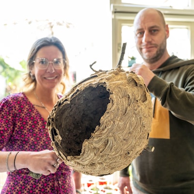 ‘Dit gaat exploderen’: vrijwilligers slaan alarm nu Steenbergen niet langer alle nesten van de Aziatische hoornaar weghaalt