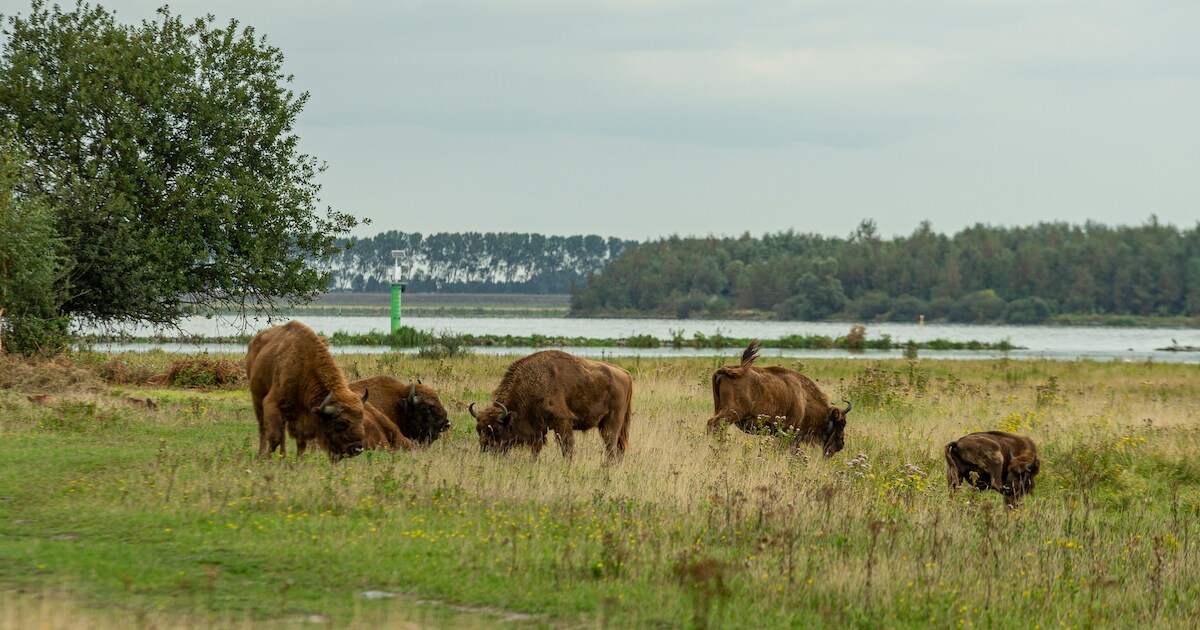 Wisenten, runderen en paarden vormen perfecte drie-eenheid op de Slikken van de Heen