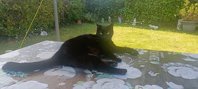 Heb jij Titi gezien? Dit huisdier wordt in Schouwen-Duiveland vermist