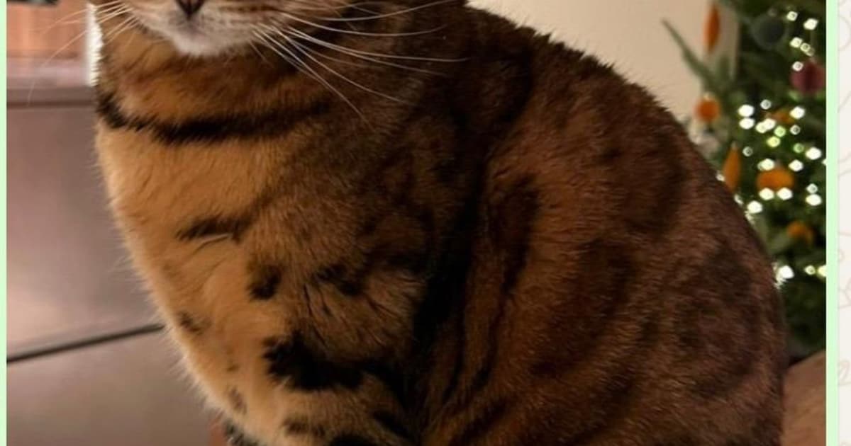 Heb jij Sky gezien? Dit huisdier wordt in Middelburg vermist