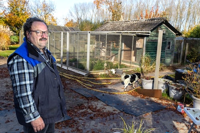 Vogelgriep slaat toe bij Achterhoekse hobbyboer Sjaak: ‘Flink slikken, want je weet wat er gaat gebeuren’