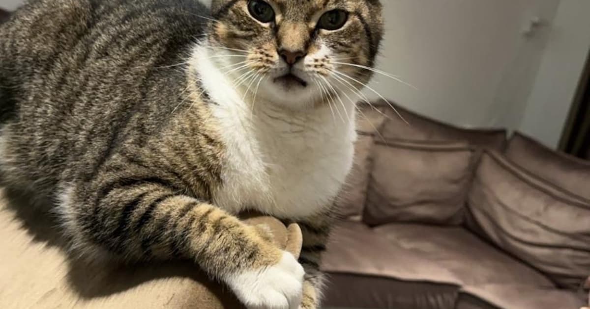 Heb jij Teun, Lilo of Kees gezien? Deze vijf huisdieren worden in Terneuzen vermist