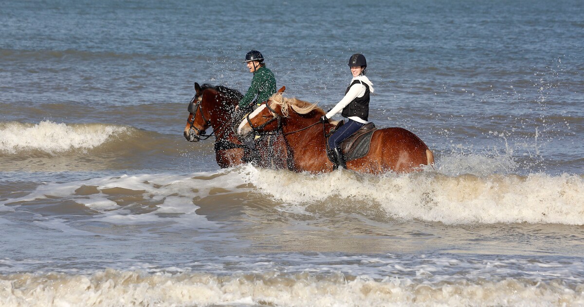 West-Zeeuws-Vlaamse kust krijgt ruiterpaden, gemeente gaat ook de strijd met paardenpoep aan