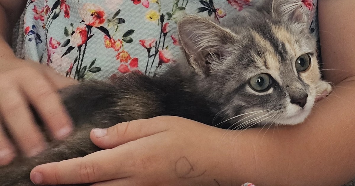 Heb jij Moos of Tommy gezien? Deze twee huisdieren worden in Schouwen-Duiveland vermist