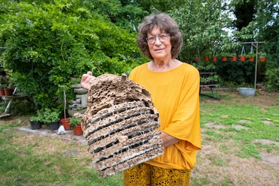 Nieuwe aanpak Aziatische hoornaar ‘werkt niet’: ‘Meer druk op de natuur en veiligheid bewoners’