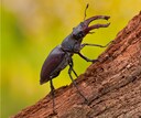 Haagse wens: meer zure vennen, zandverstuivingen en droge heide; boeren ...
