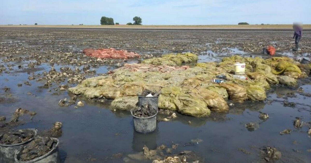 Man die 2325 kilo oesters raapte in verboden gebied bij Kats, tóch ...