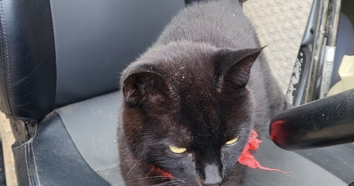 Heb jij Anouk, Anka of Zira gezien? Deze vijf huisdieren worden in Terneuzen vermist