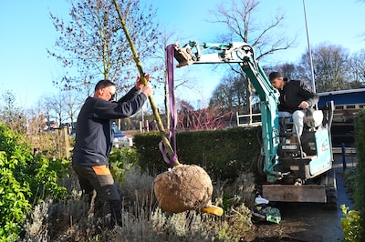 Tips voor het planten van een boom in je tuin: ‘Wat ze vergeten, is dat hij ondergronds ook groeit’