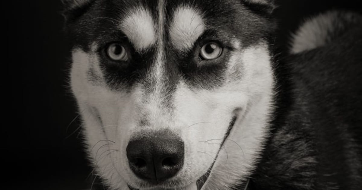 Heb jij Zoëy gezien? Dit huisdier wordt in Middelburg vermist