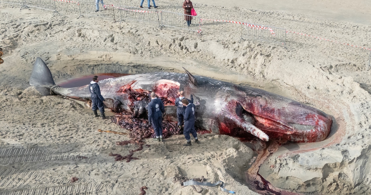 Dode potvis is een soort hogedrukketel (en het wordt nog vloed ook)