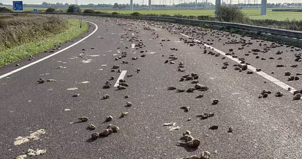 Weg bezaaid met lading bieten bij Goes