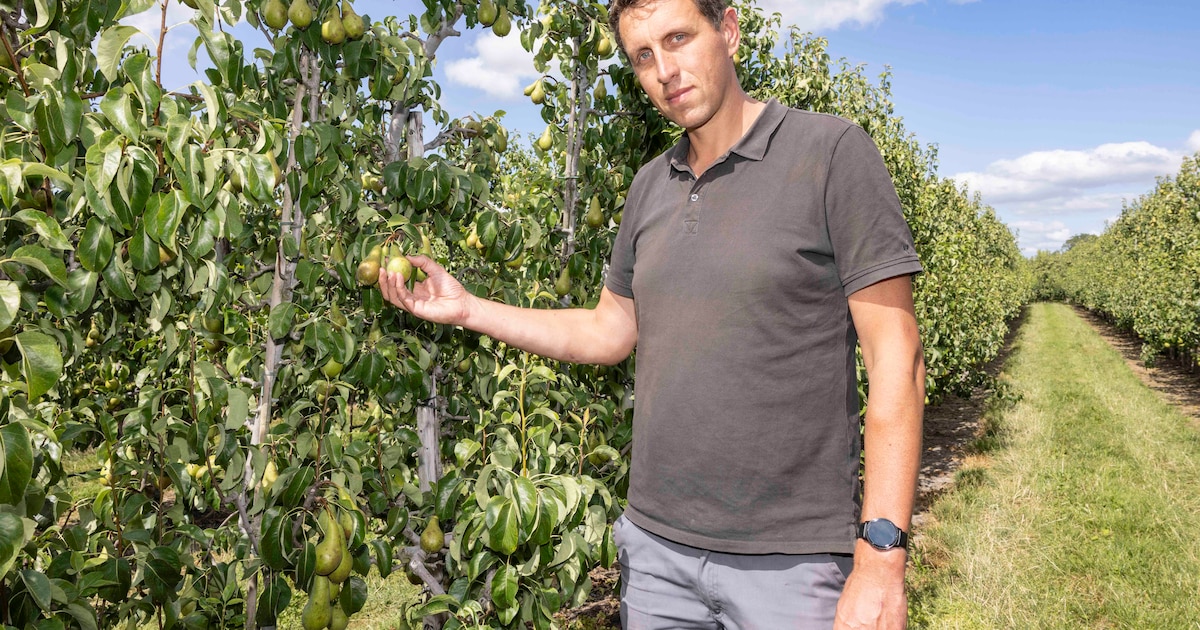 Zeeuwse perenboeren Marco en René snakken naar een buitje: recordoogst dreigt te verdrogen