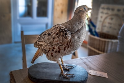PiXLife toont meer dan 50 opgezette vogels tijdens demonstratie in Scharendijke