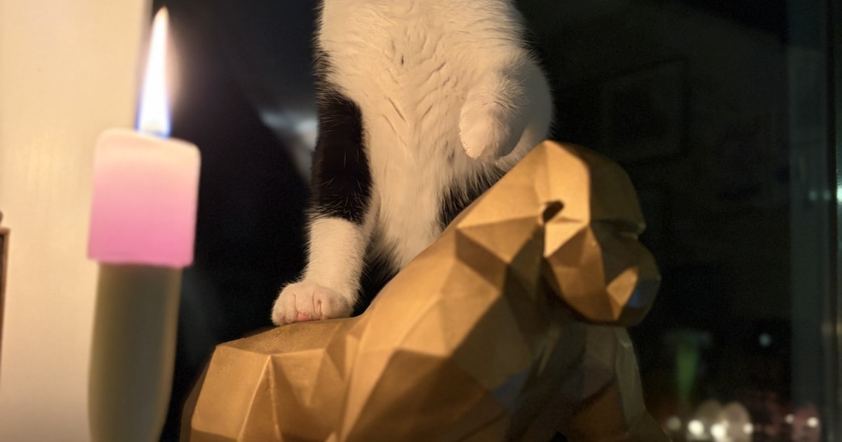 Heb jij Bibi, Fezo of Mysya gezien? Deze drie huisdieren worden in Middelburg vermist