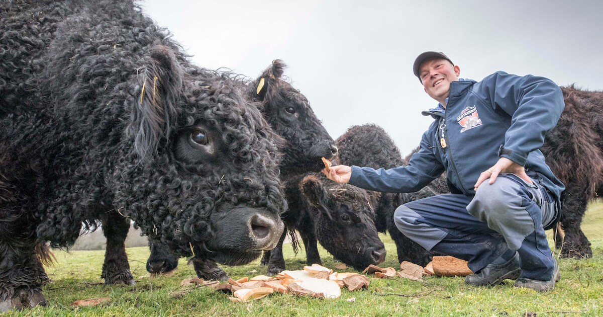 Doordeweeks is Jeroen van de Lindeloof makelaar, in het weekend koeienboer