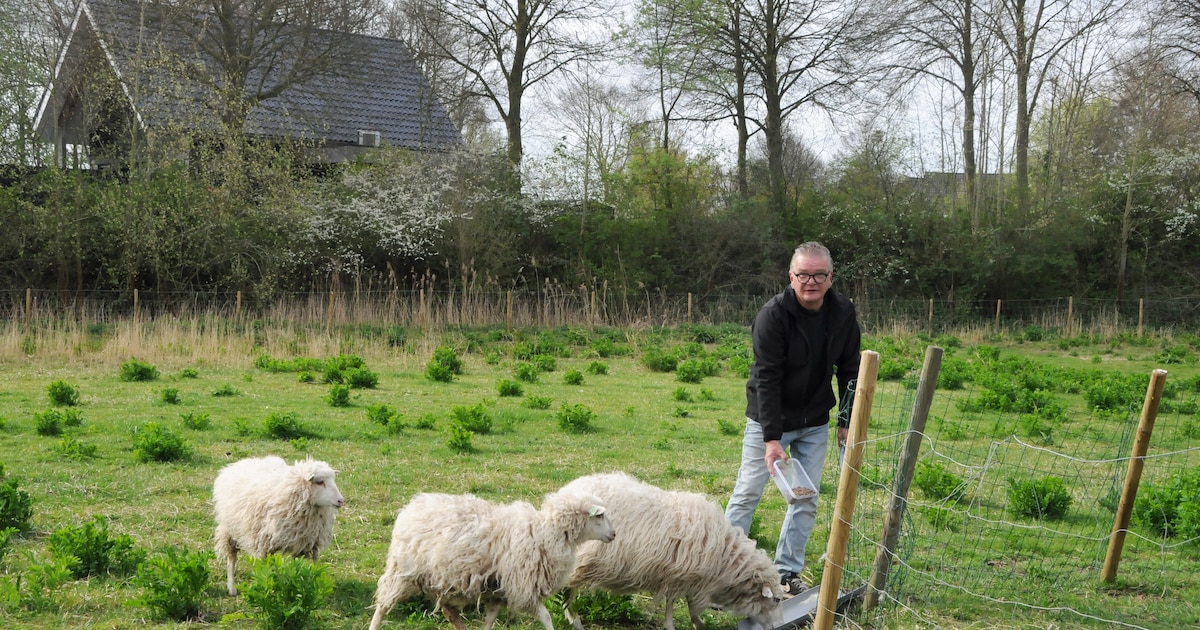 Schapenweitje in Brouwershaven dreigt te verdwijnen, gemeente trekt vergunning in