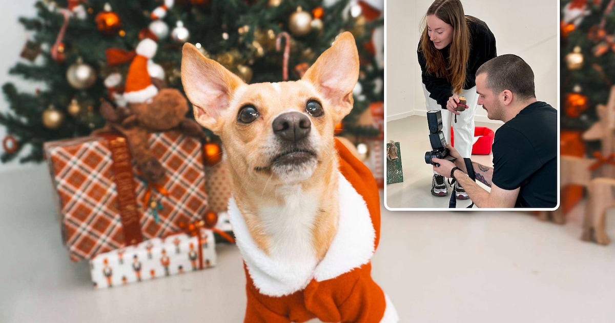 Ontvangers vertederen en dieren helpen tegelijk? Stuur een kerstkaartje van het asiel: “Het zijn wel