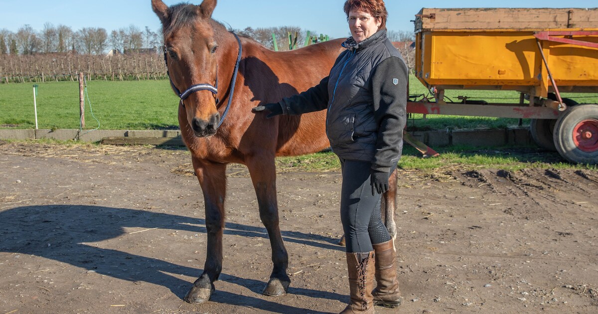 Marjan zakte met haar paard weg op het strand van Wemeldinge: ‘Verschrikkelijk geschrokken’