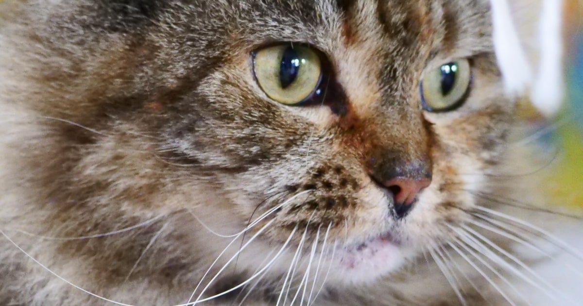Heb jij Garfield of Floortje gezien? Deze twee huisdieren worden in Kapelle vermist
