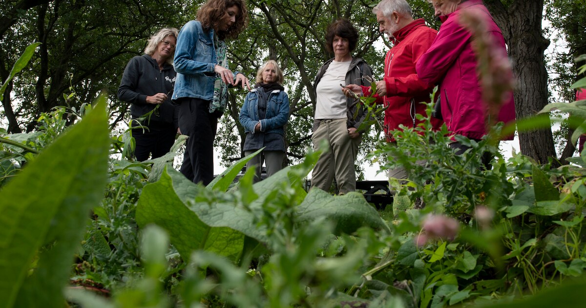 Leer alles over eetbare en giftige planten tijdens kruidenwandeling in Brielle