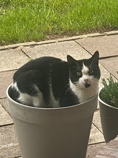 Heb jij Rocky gezien? Dit huisdier wordt in Schouwen-Duiveland vermist