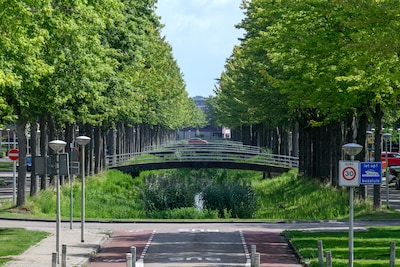 Voor 190 esdoorns langs deze Bergse laan dreigt de kettingzaag, buurt in rep en roer: ‘Gestoord, hoe durft de gemeente’