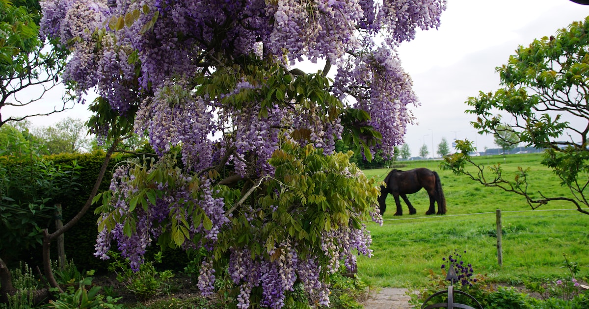 MIJN FOTO | Droog, maar wel blauwe regen
