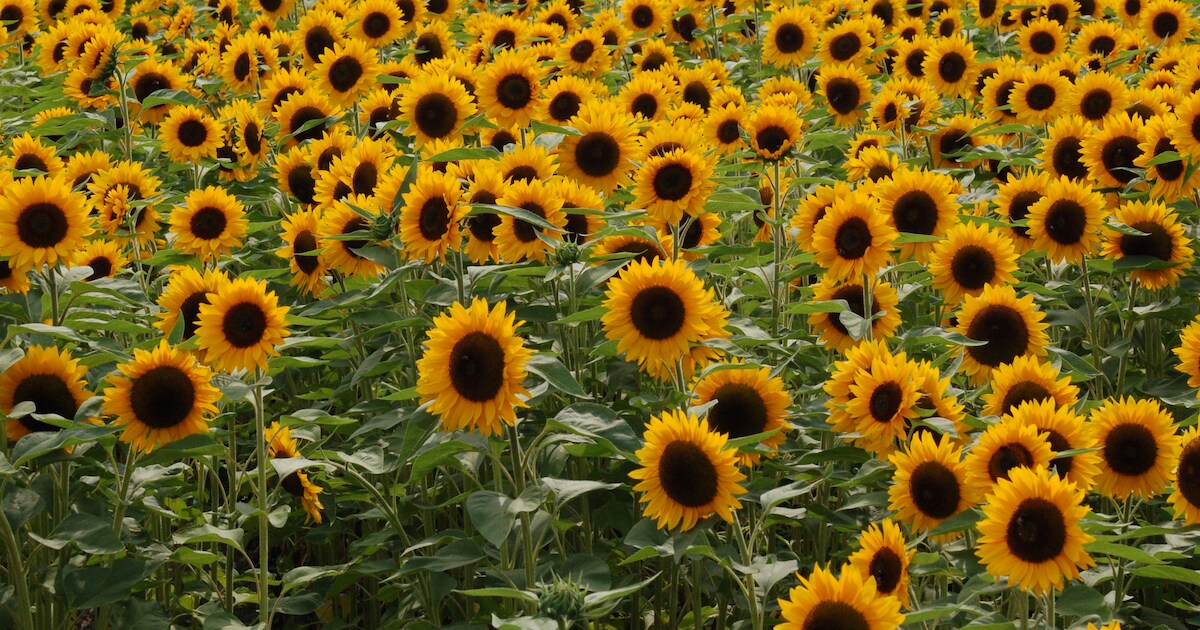 10 juni: Tuinbezoek in Retranchement