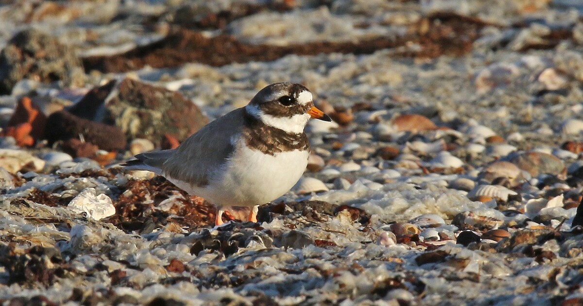 Bontbekplevier krijgt de kans om opnieuw te broeden op strandje Kattendijke