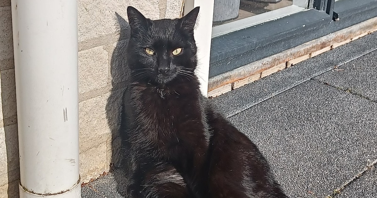 Heb jij Kaatje, Reka of Kim gezien? Deze zeven huisdieren worden in Middelburg vermist