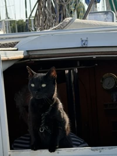 Heb jij Nala, Socks of Moana gezien? Deze vijf huisdieren worden in Schouwen-Duiveland vermist