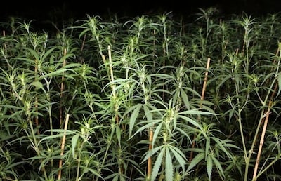 200 hennepplanten gevonden bij hennepkwekerij in woning in Heerle