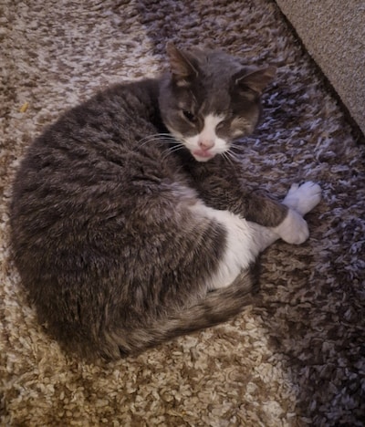 Heb jij Jessie, Jantje of Vosje gezien? Deze vier huisdieren worden in Schouwen-Duiveland vermist