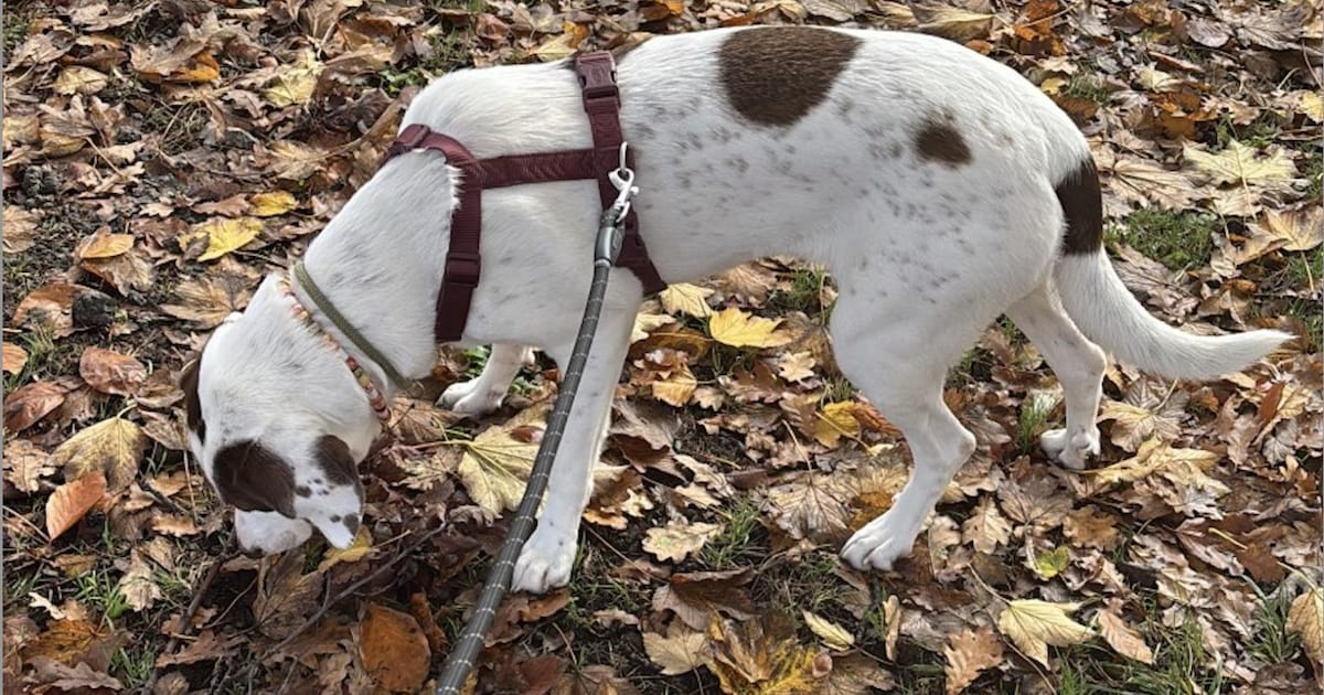 Heb jij Elia gezien? Dit huisdier wordt in Middelburg vermist