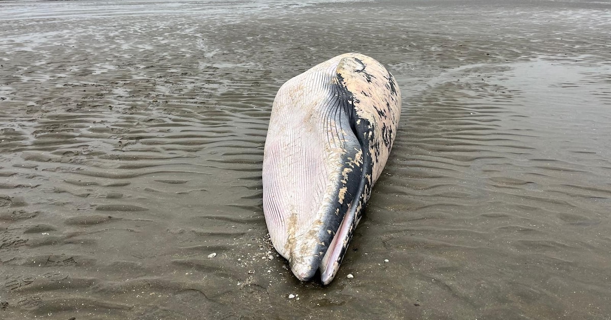 Dwergvinvis gestrand bij de Kaloot bij Borssele: ‘Is met staart in schroef van een schip terechtgeko