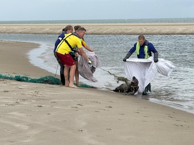 Zeehond zwom maanden rond met net om nek: ‘Met veel moeite hebben we haar bevrijd’