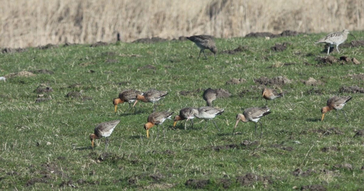 Nieuw natuurgebied Hoedekenskerke