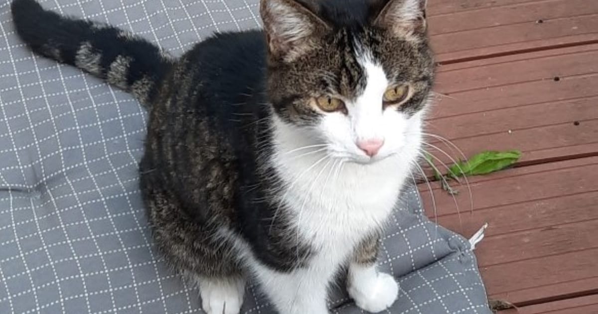 Heb jij Bono gezien? Dit huisdier wordt in Noord-Beveland vermist