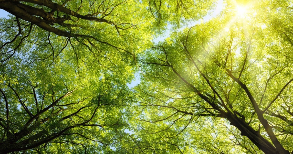 Gratis bomen beschikbaar in Goes, Terneuzen en Middelburg