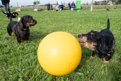 Begraaft Hulst de hondenbelasting? ‘Het is een achterhaalde regeling’