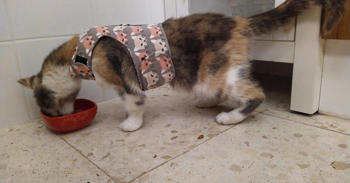 Heb jij Snoes gezien? Dit huisdier wordt in Middelburg vermist